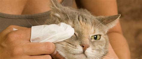 Kitty Pink Eye!? How to Treat Your Cat's Conjunctivitis