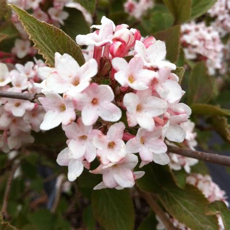 Viburnum carlesii from NVK Nurseries