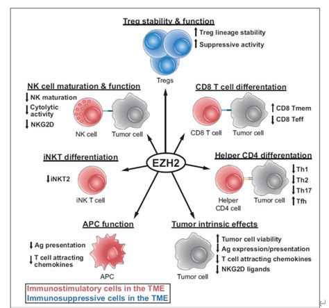 EZH2 inhibition strengthens existing immunotherapy - Medical News