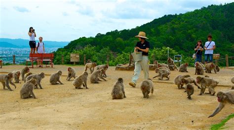 Parque de los monos de Arashiyama en Kioto | Expedia