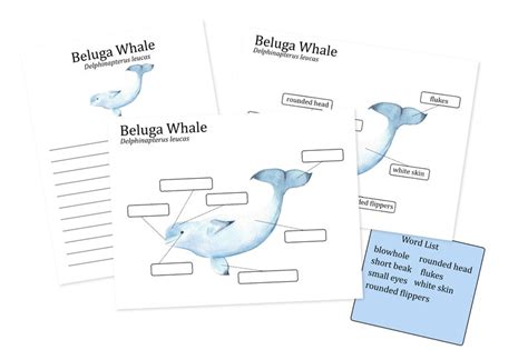 Beluga Whale Anatomy Poster, Homeschool Marine Biology Learning ...