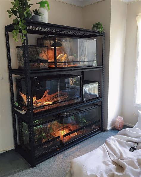 reptile rack setup : reptile rack setup #rack #Reptile #setup | Snake terrarium, Reptile ...