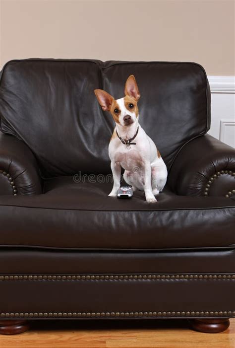 Dog with TV Remote stock image. Image of changing, living - 5234087