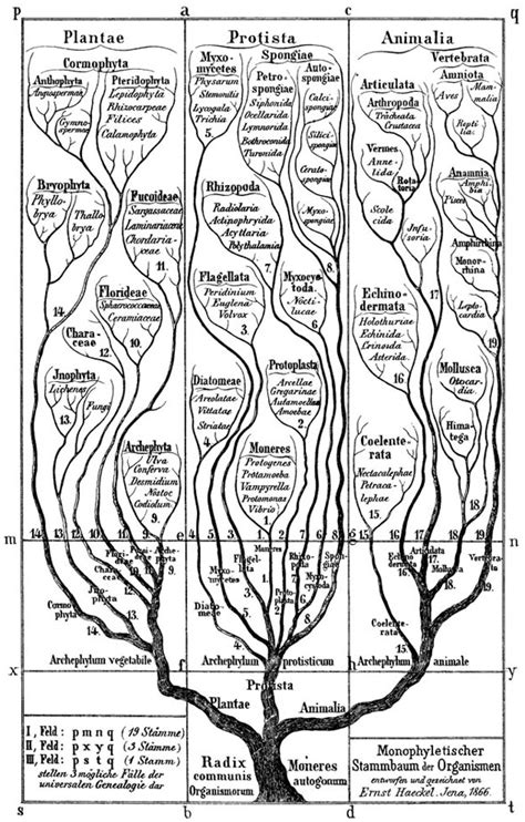 Deleuze & Guattari: Rhizome | sophia kosmaoglou