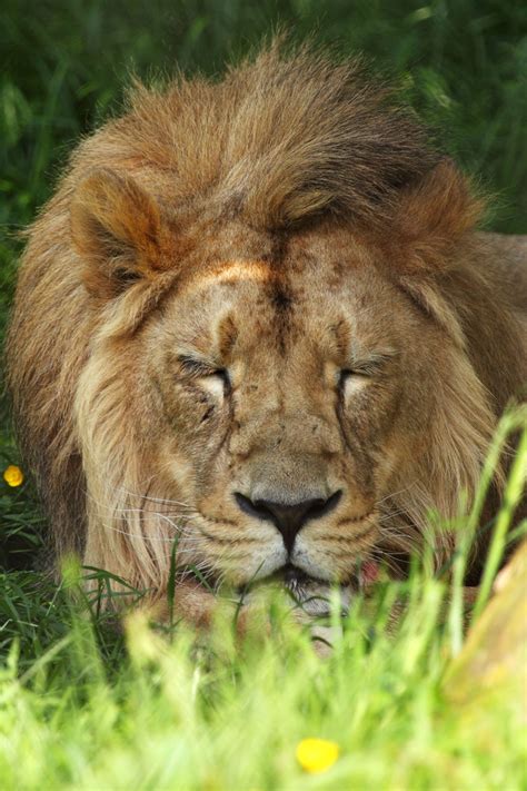 Resting Lion Free Stock Photo - Public Domain Pictures