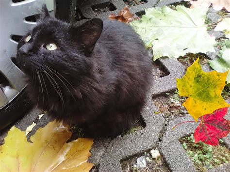 free download | Black cat, leaves, autumn, cats, sweet, HD wallpaper ...