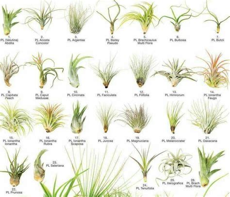 Air plants species to look up. | Air plants, Air plants care, Plants