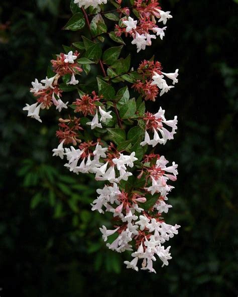 Planting Abelia Bushes - Tips For Growing And Caring For Abelia Plants | Garden shrubs, Shrubs ...