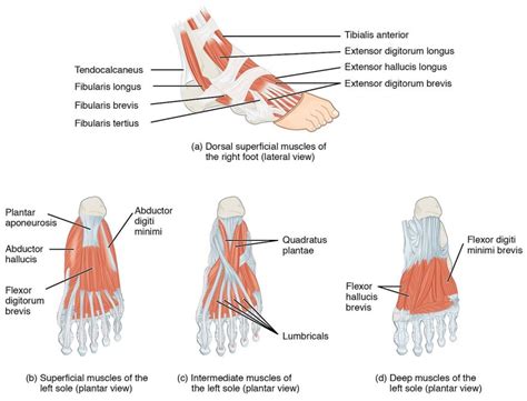 The 19 Muscles Of The Foot - Foot Anatomy Detail Picture Image On Medicinenet Com - This article ...