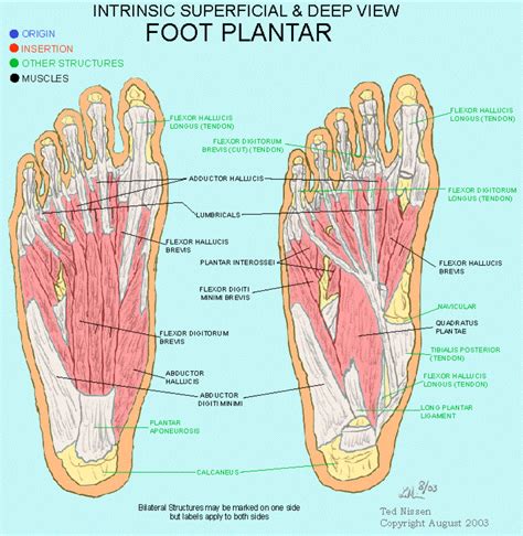 Intrinsic Foot Muscles