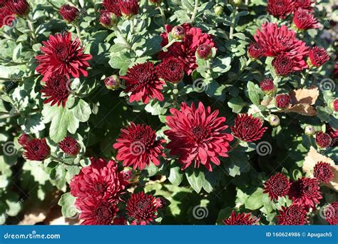 Dark Red Flowers Stock Photos - Download 26,657 Royalty Free Photos