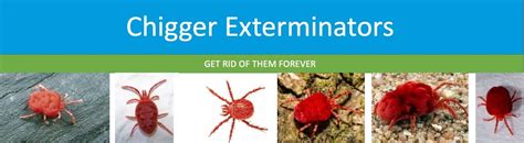 How To Kill Chiggers | Complete Guide To Getting Rid of Chiggers