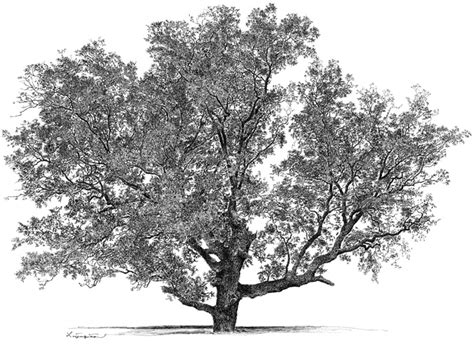 Pecan Tree Drawing