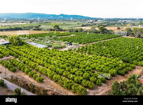 top view of a fruit tree plantation of a farm near of the mountains in ...