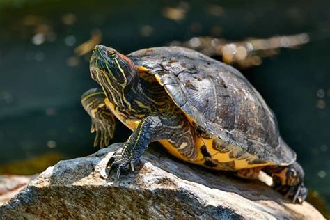 Red Eared Slider turtle for sale - Turtlestore.com