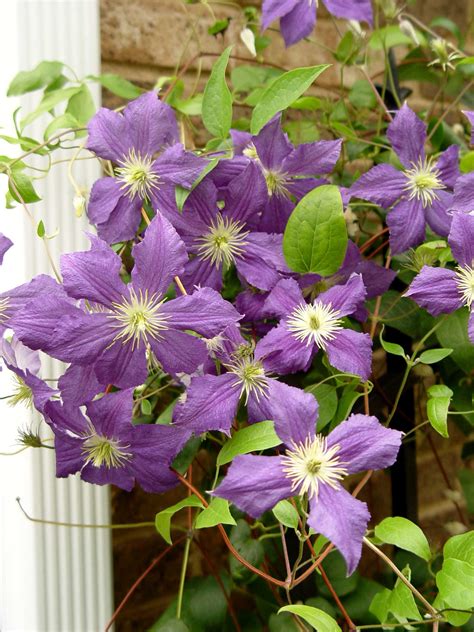 Clematis Wisley | Garden Housecalls