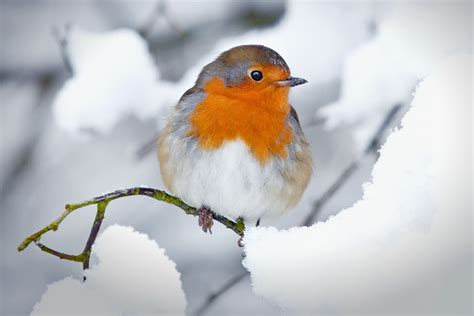 The Honest Truth: Take it as red, the rockin’ robin’s still our most-loved bird - The Sunday Post