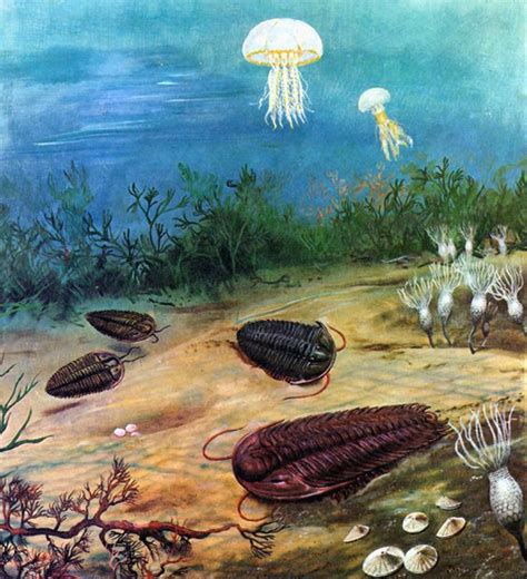 Cambrian Climate Revealed by Fossil Study