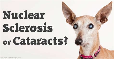 Is It Nuclear Sclerosis or Cataracts? | Pet Eye Problems