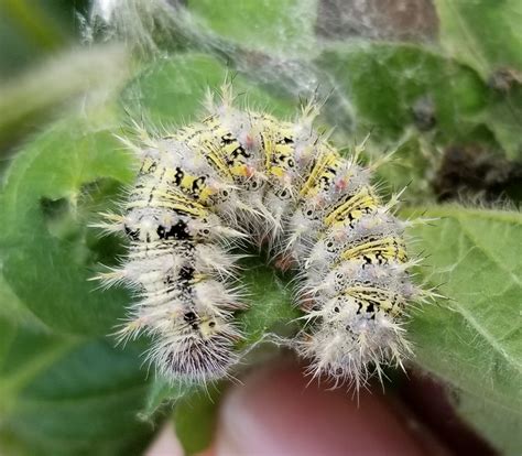 thistle caterpillar (Vanessa cardui) - Entomology Today