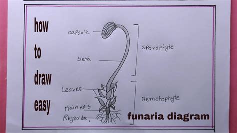 How To Draw Funaria Diagram/Funaria Diagram Drawing - YouTube