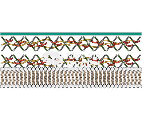 Plant cell membrane