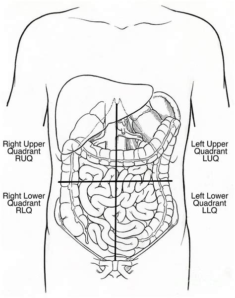 [DIAGRAM] Abdominal Quadrants And Organs Diagram - WIRINGSCHEMA.COM