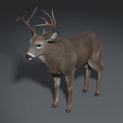 3d white tailed deer fur