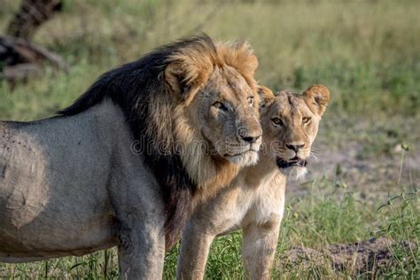 Lion Mating Couple Standing in the Grass. Stock Photo - Image of male, africa: 99979108