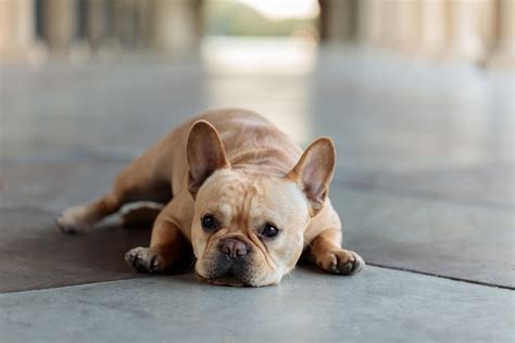 Cream French Bulldog: The Rare Frenchie That Everyone Wants