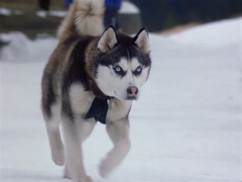 Demon - snow dogs Photo (32163366) - Fanpop