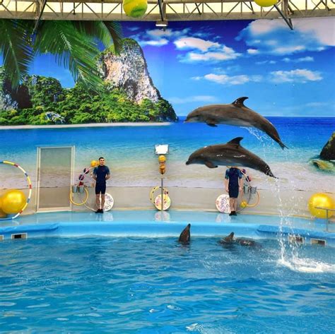 Dolphins Bay Phuket | Tickets, Show Timings, Attractions, Tips