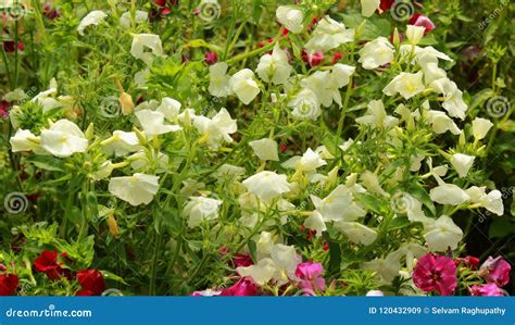 White Flowers in the Bryant Park, Kodaikanal. Stock Image - Image of beautiful, botanical: 120432909