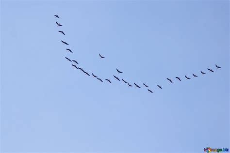 Flock migratory birds free image - № 7504