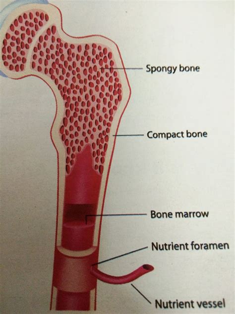 The Parental Magazine: How is Bone Marrow Formed