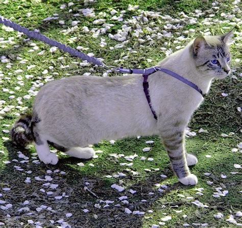 5 Best Cat Harnesses - Apr. 2021 - BestReviews