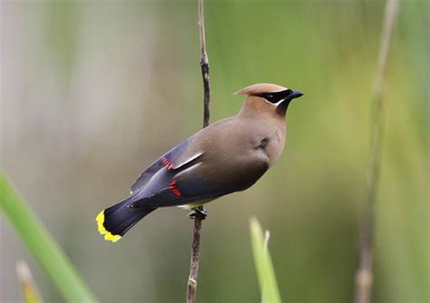 Cedar Waxwing Facts, Habitat, Diet, Life Cycle, Baby, Pictures