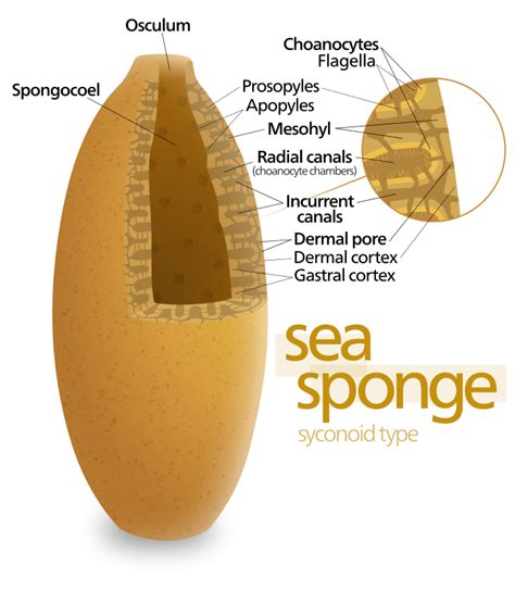 Diagram of a syconoid sponge. Ocean Science, Science And Nature, Ocean Deep, Ocean Water, Deep ...