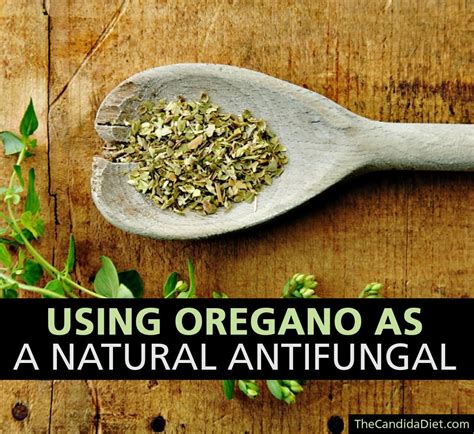 Oregano Oil: Natural Antifungal & Other Health Benefits | Healthy herbs, Natural antifungal ...