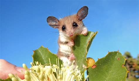 Western pygmy possum research gets a boost - Australian Geographic