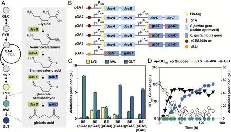 Design and Construction of the Glutaric Acid Biosynthetic Pathway.