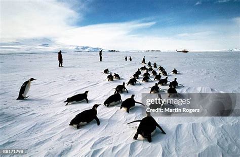 Penguin Slide Photos and Premium High Res Pictures - Getty Images