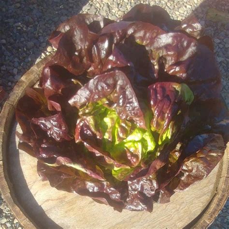 Lettuce-Red Leaf - Harvest2U