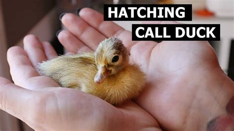 Call Duck Hatching - Incubating Pet Call Ducks - YouTube