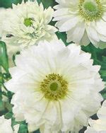 Buy Anemone Bulbs - white, Mount Everest Anemone coronaria - Very Hardy ...