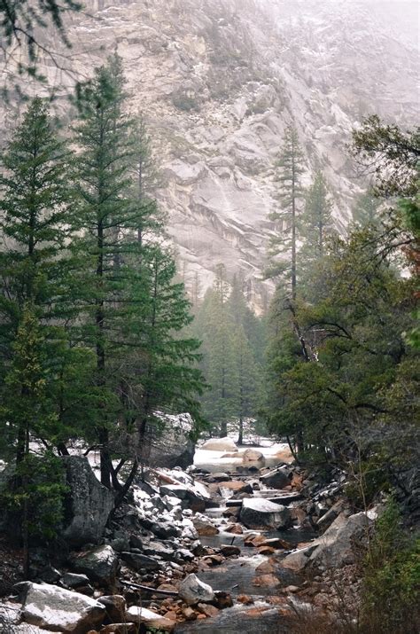 winter in yosemite national park -life on pine