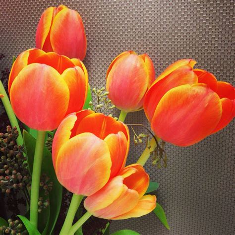 Beautiful tulips Tulips, Fruit, Flowers, Plants, Beautiful, Plant ...