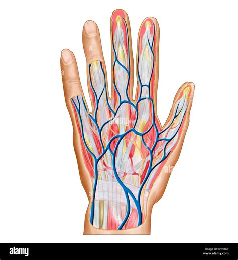 Anatomy Of Back Of Hand