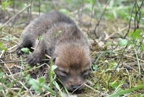 How to Avoid Conflicts with Coyotes | Urban Coyote Research