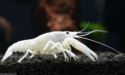 A White Crayfish can be a vibrant and beautiful addition to an established freshwater aquarium ...